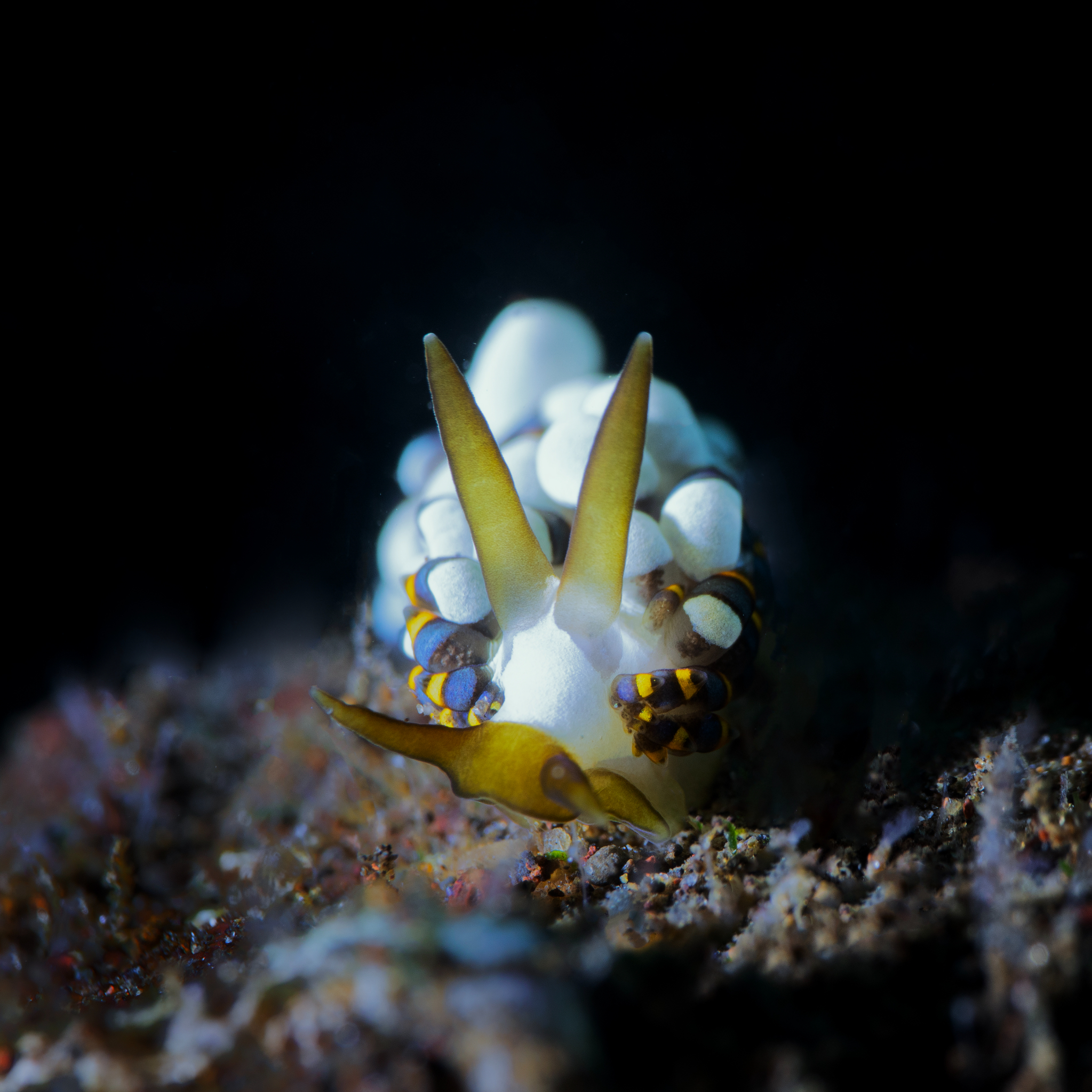 Tenellia sp